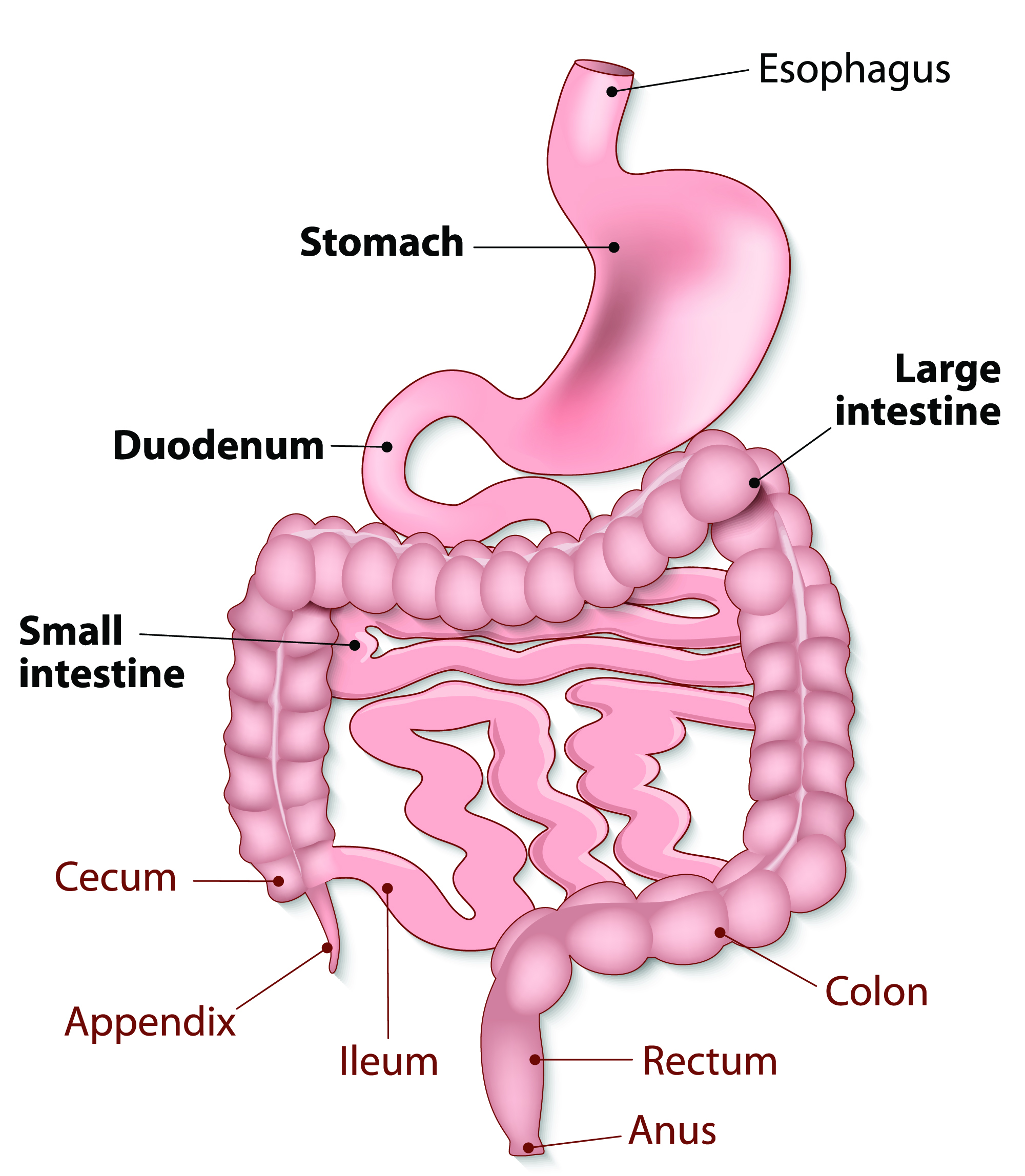 how-your-gastrointestinal-tract-works-mu-health-care