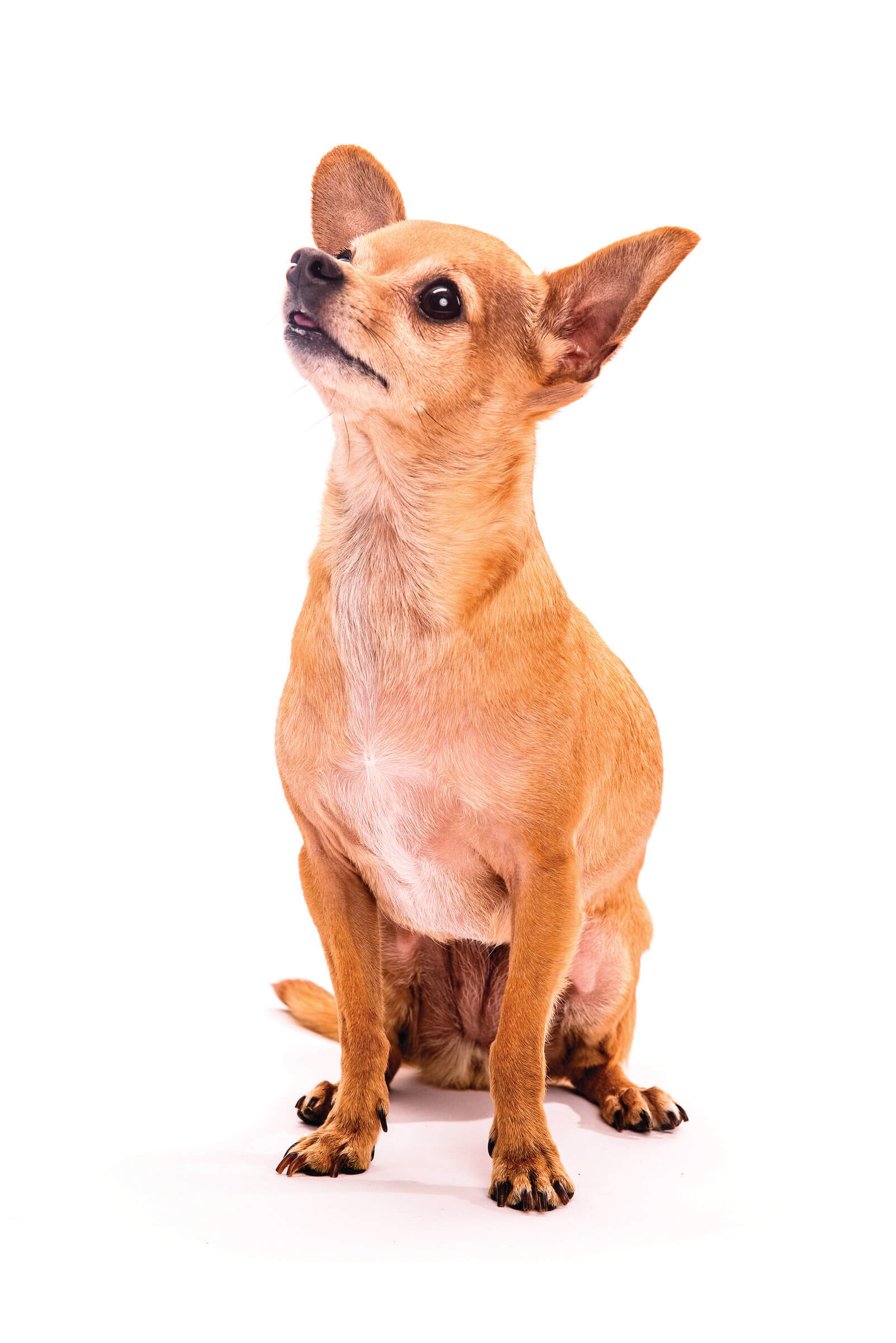 Cosita is a Chihuahua