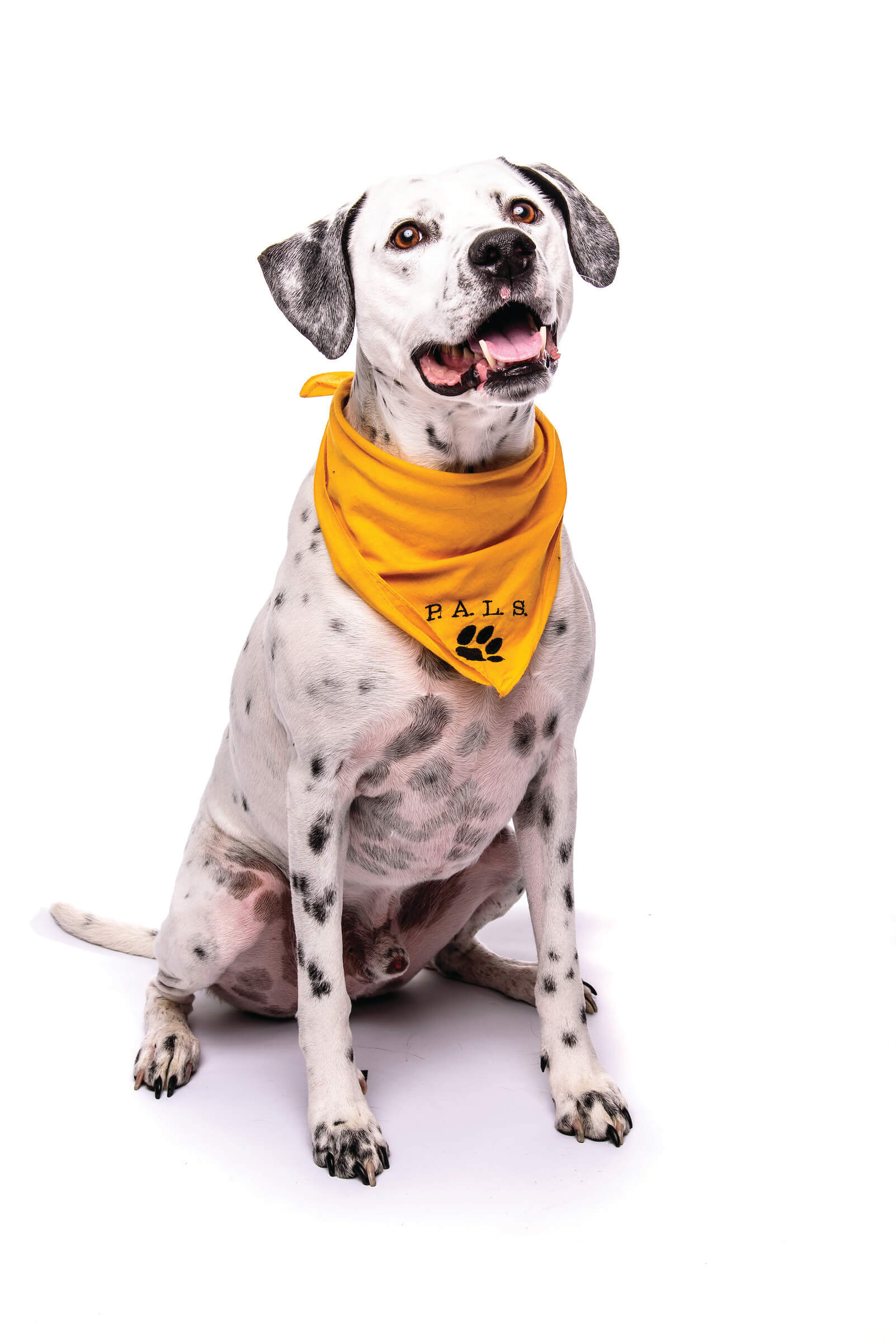 Sam is a Lab Staffordshire Terrier Mix
