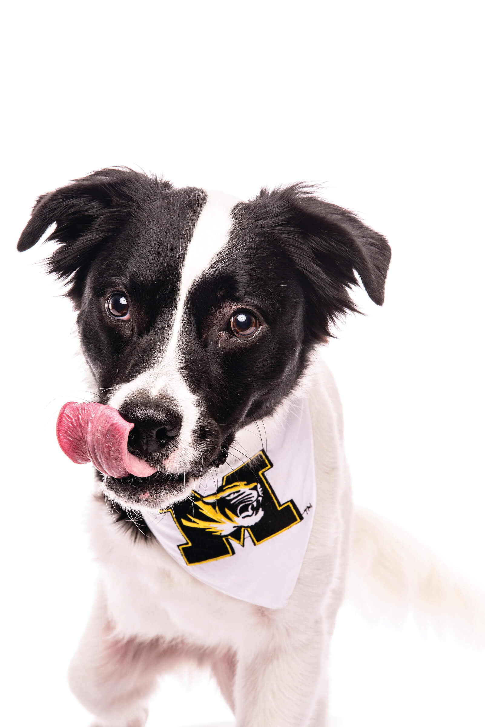Trooper is a Border Collie Mix