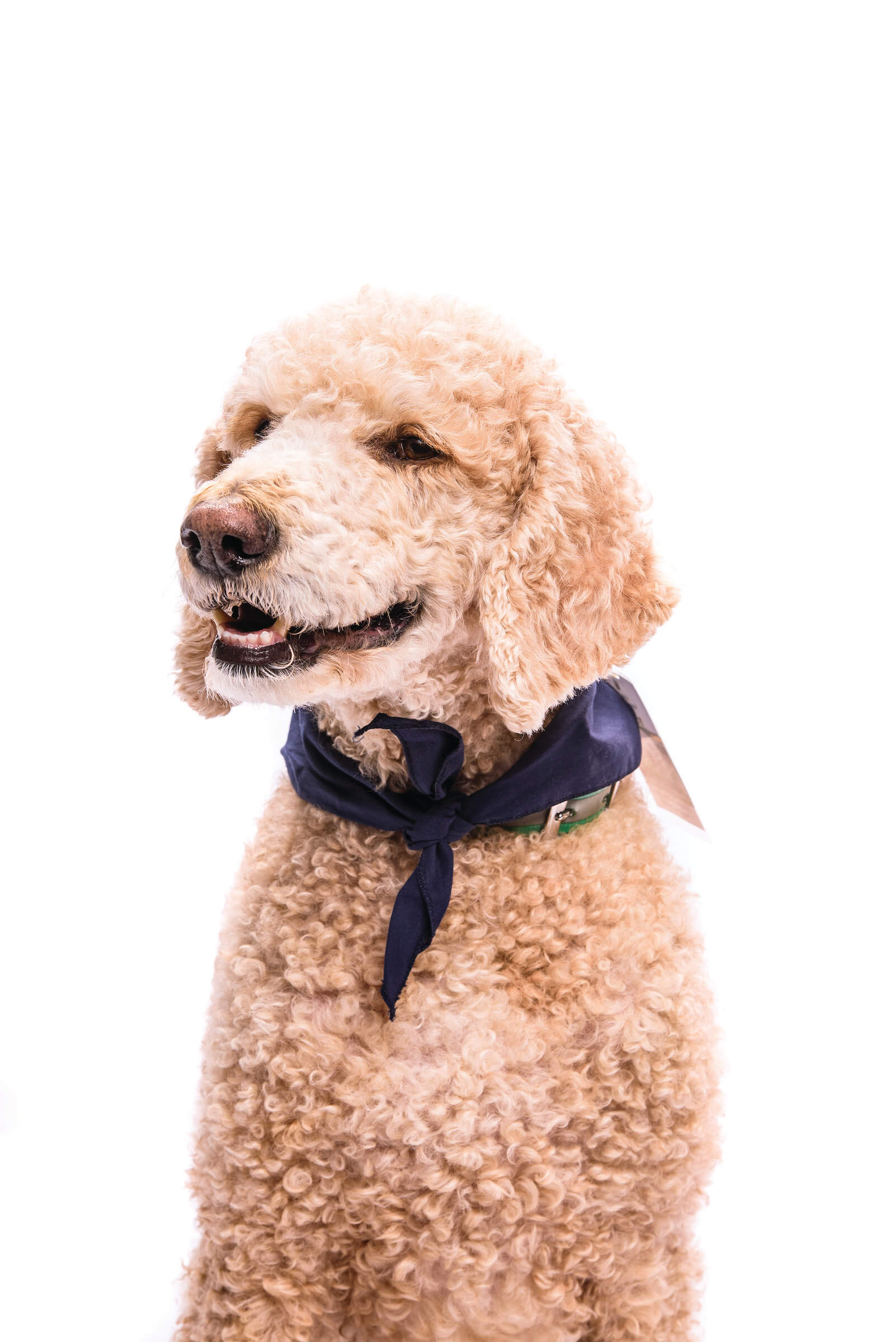Zazu is a Standard Poodle