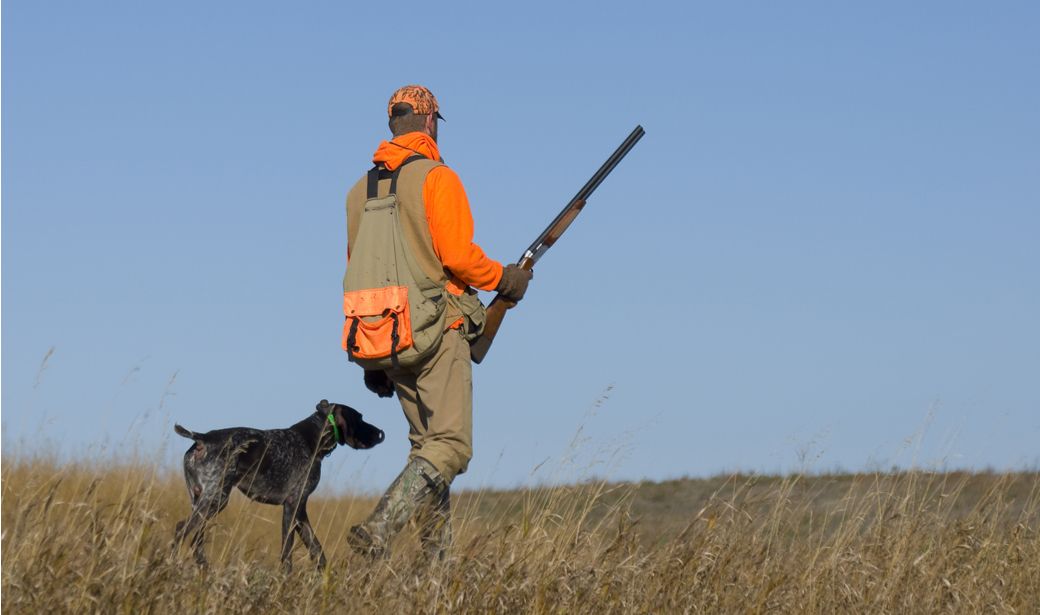 Hunter and his dog out pheasant hunting. 