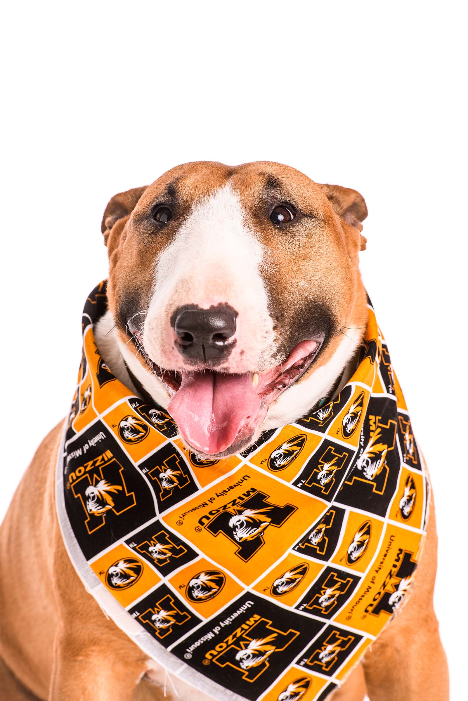Ginger is an English Bull Terrier