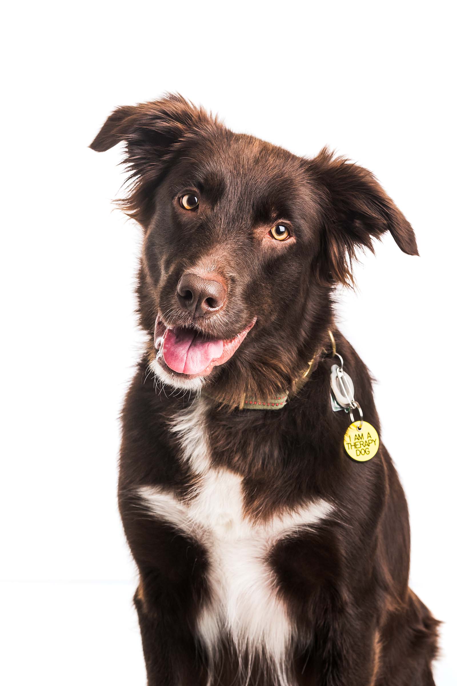 Trek is a Border Collie and Lab mix
