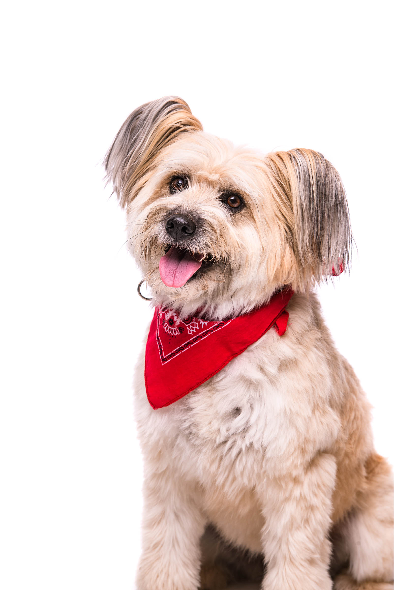 Fancy is a Pyrenean Shepherd