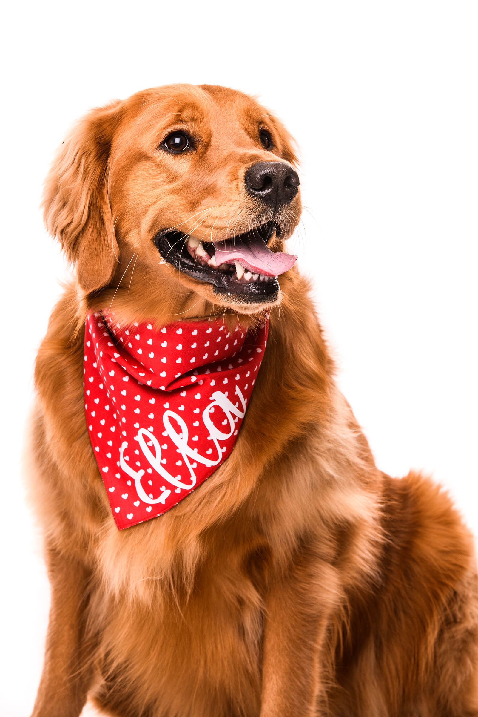 Ella is a Golden Retriever