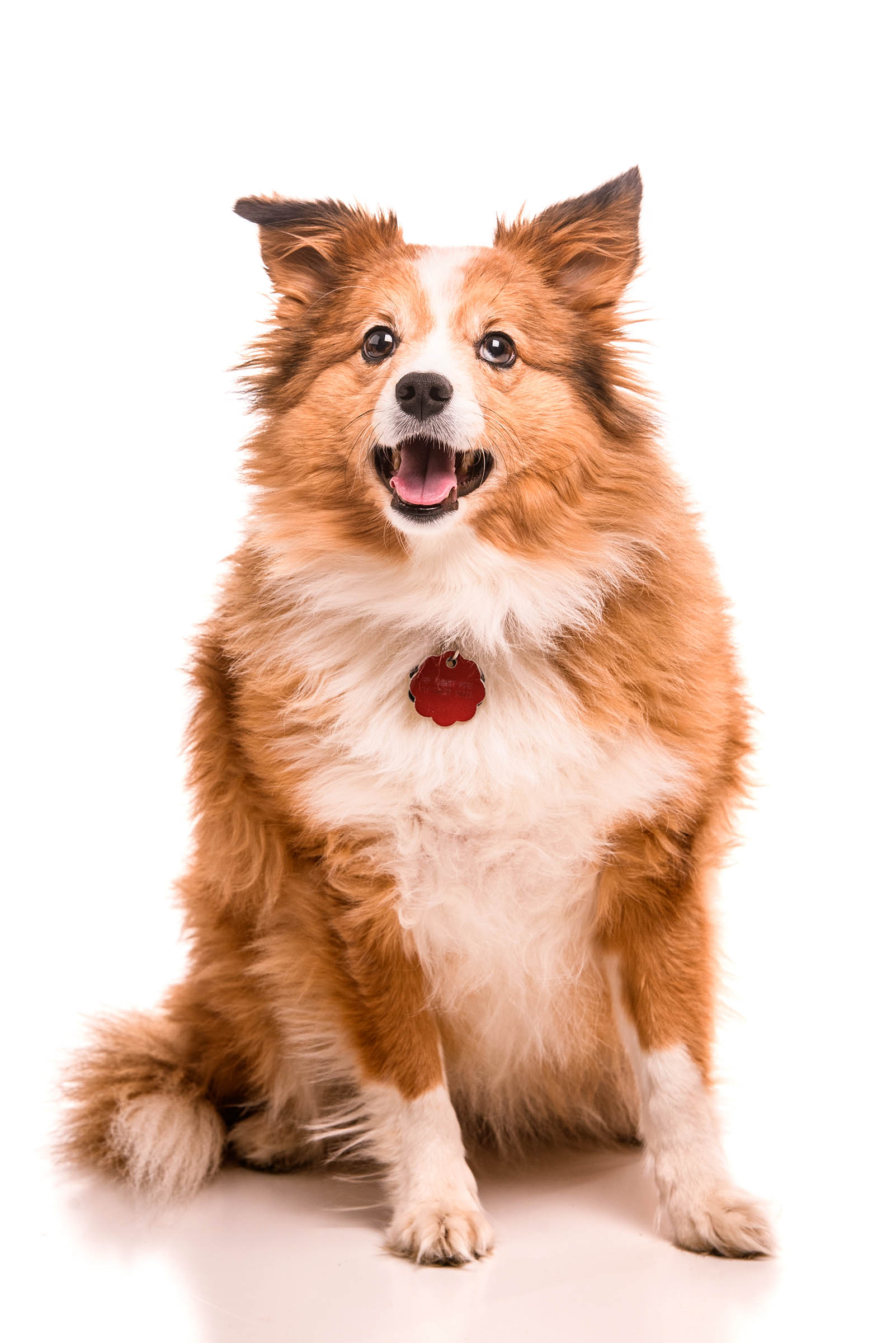 Sadie is a Sheltie/Australian Shepherd