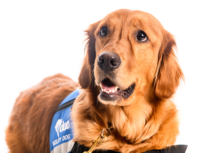 Link the therapy dog