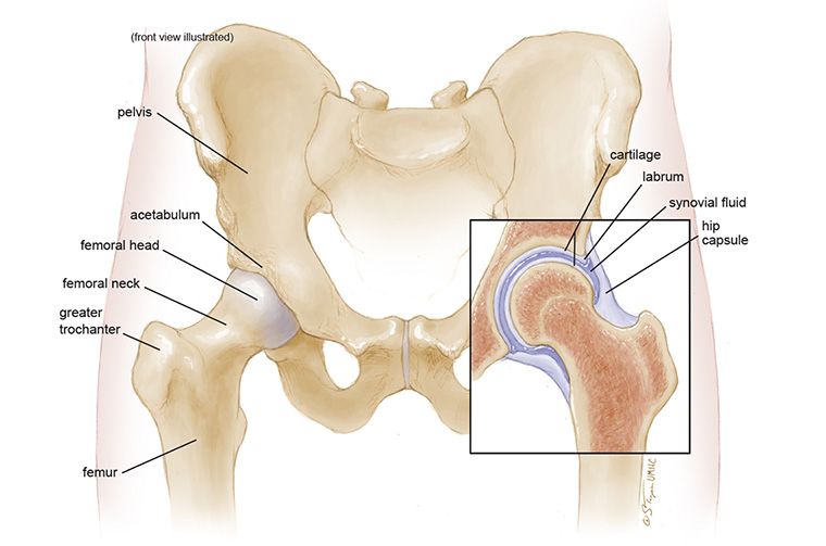 Hip Pain Location Diagram