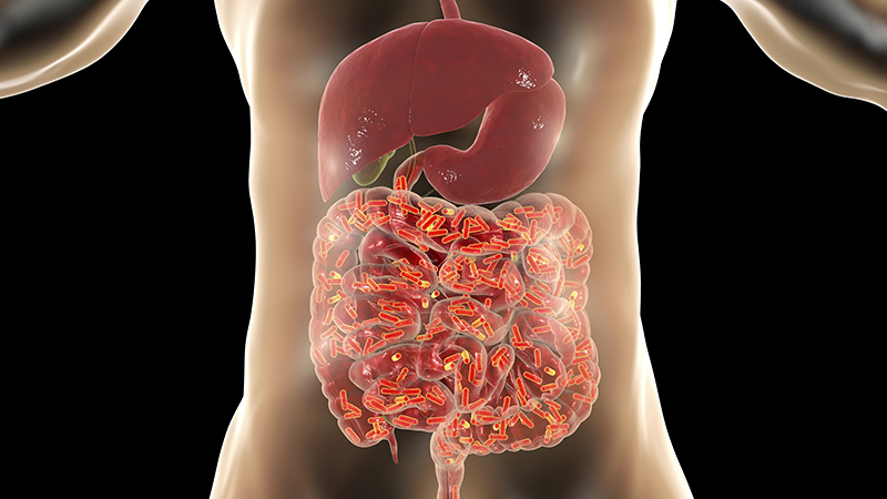 intestinal bacteria illustration
