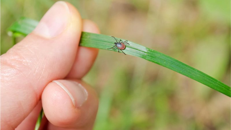 Photo of tick crawling on grass