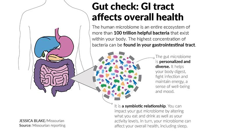 gut biome graphic