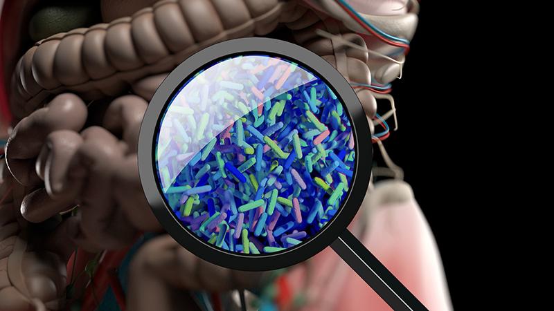 gut bacteria graphic