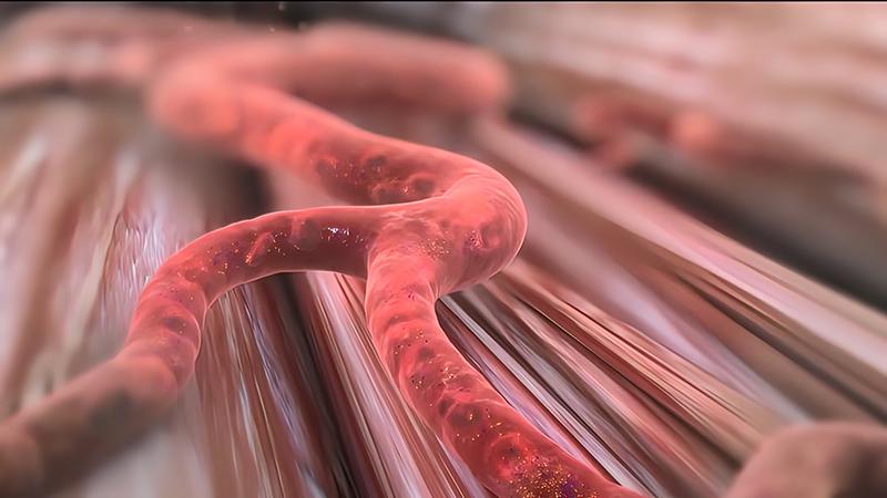 blood-vessels illustration