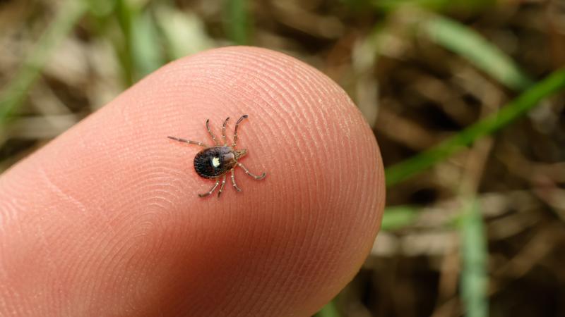 A photo of a tick on a person's finger.