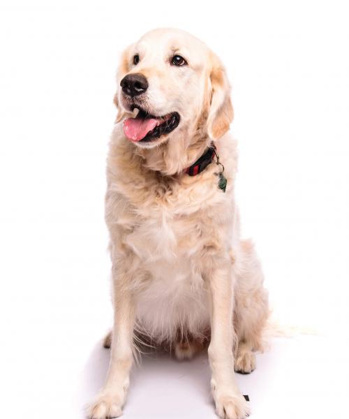 Wyatt is a British Cream Golden Retriever