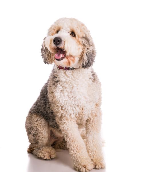 Ziggy is a Bernedoodle (Bernese Mountain Dog/Poodle)