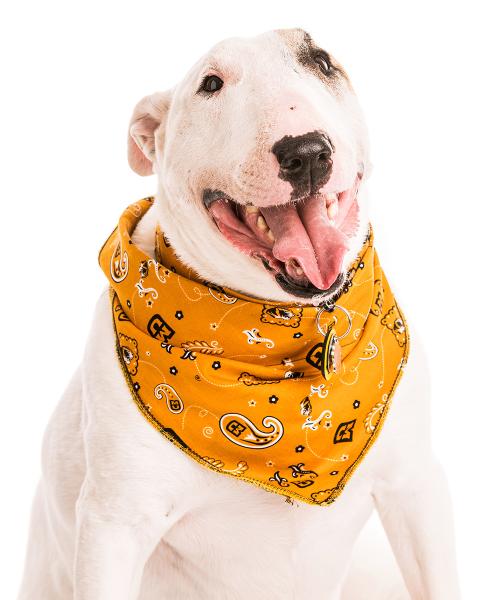 George is an English Bull Terrier