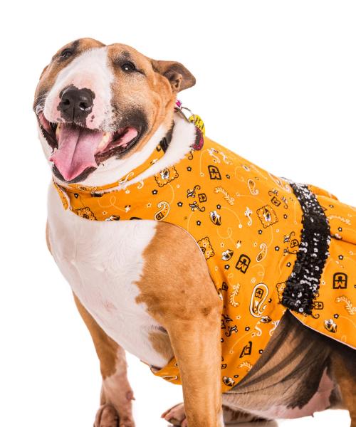 Ginger is an English Bull Terrier