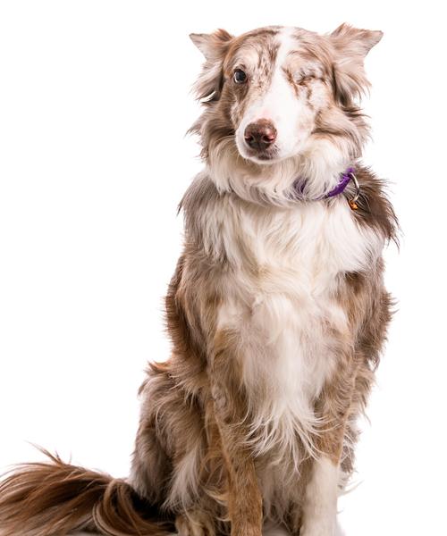 Callie is a Border Collie