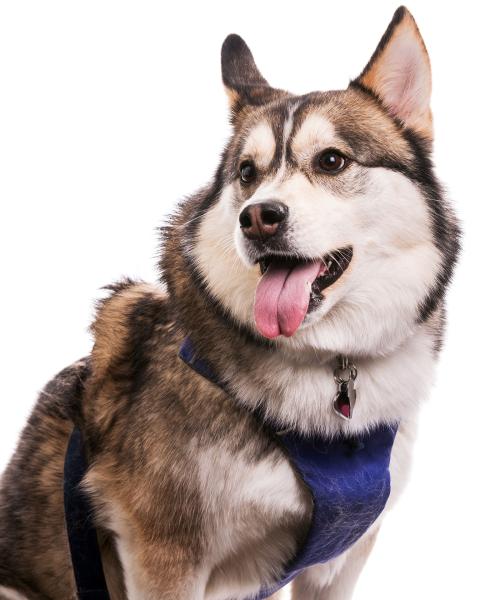 Koro the Therapy Dog