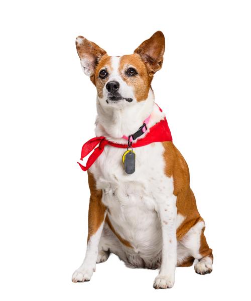 Peanut is part rat terrier, Jack Russell and a hint of border collie.