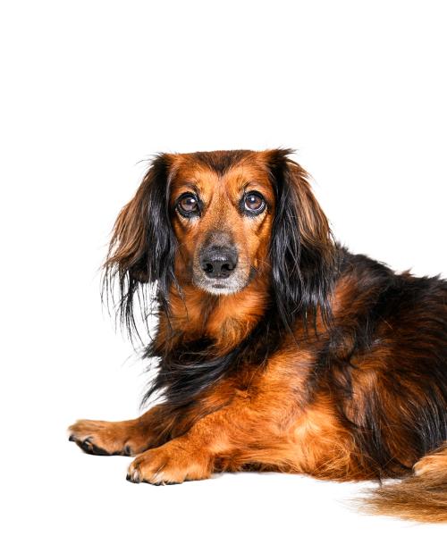 Raina is a Long-Haired Dachshund