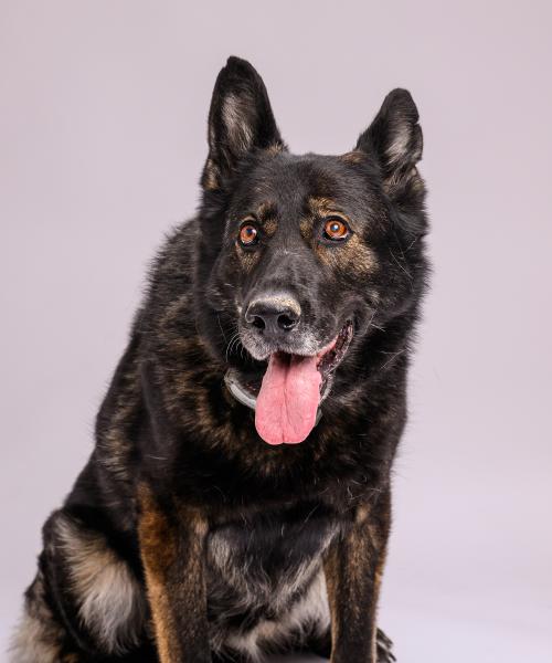 Izzy is a sable-colored German shepherd.