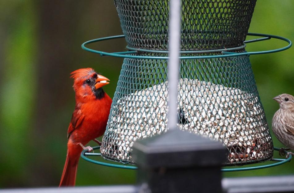 photo of birds on bird feeder