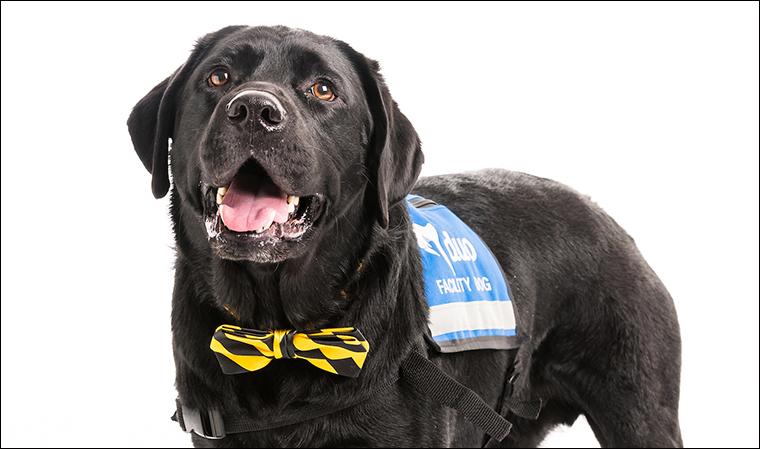 Blaze the MU Children’s Therapy Center Facility Dog