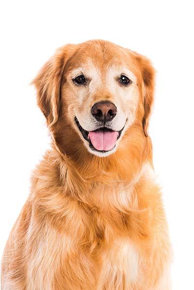 Rusty the late therapy dog