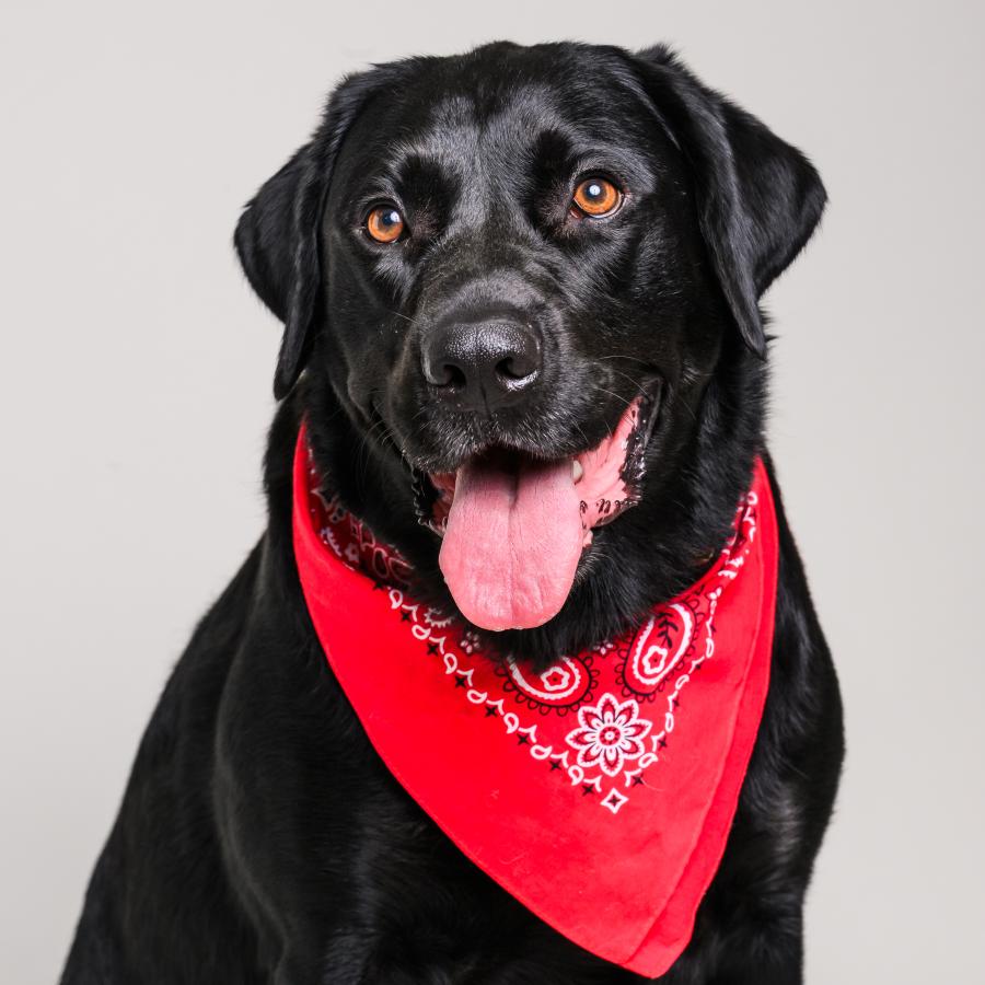Drake is a Labrador Retriever